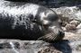 Baja05 - 040 * You can tell a sea lion from a seal by the presence of an external ear opening